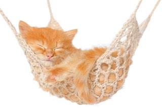 BE%2Bsleep%2Bsleeping%2Bkitten%2Bhammock%2BDP.jpg