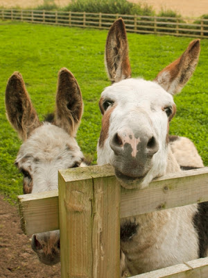 two donkeys in a paddock on a summers day