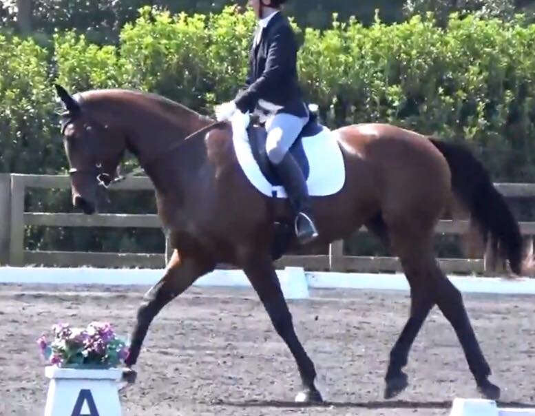 Genuine dressage Pop