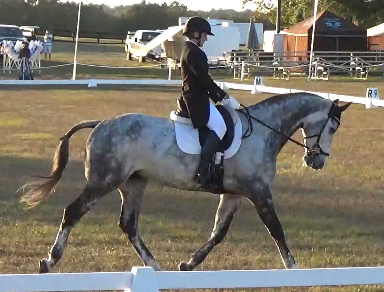 Zima dressage 3