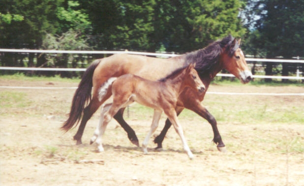 Lazer Thyme Foal Zinnia (2)